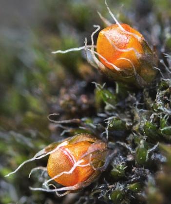 15 Z povrchu stélky lišejky hroznovité (Porocyphus coccodes) vyrůstají krátké prstovité výrůstky, uzavřené tmavohnědé bradavčité plodnice mají 1 1,5 mm v průměru.