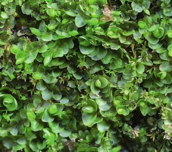 16 Huspeník přilepený (Collema glebulentum) tvoří zelenočerné růžice v průměru 3 cm velké. Z jejich povrchu vyrůstají kulovité izidie (útvar nepohlavního rozmnožování, z něhož vyrůstá další stélka).
