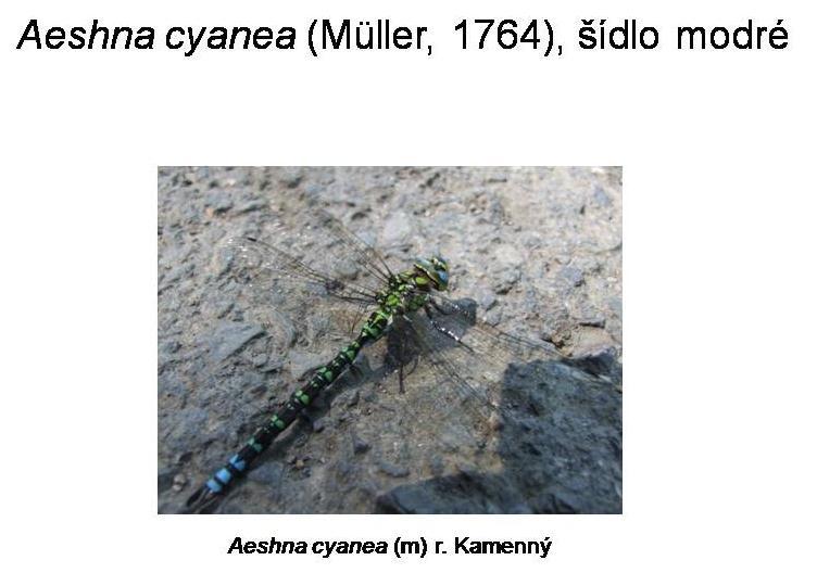 Přílohy PŘÍLOHY Příloha 1