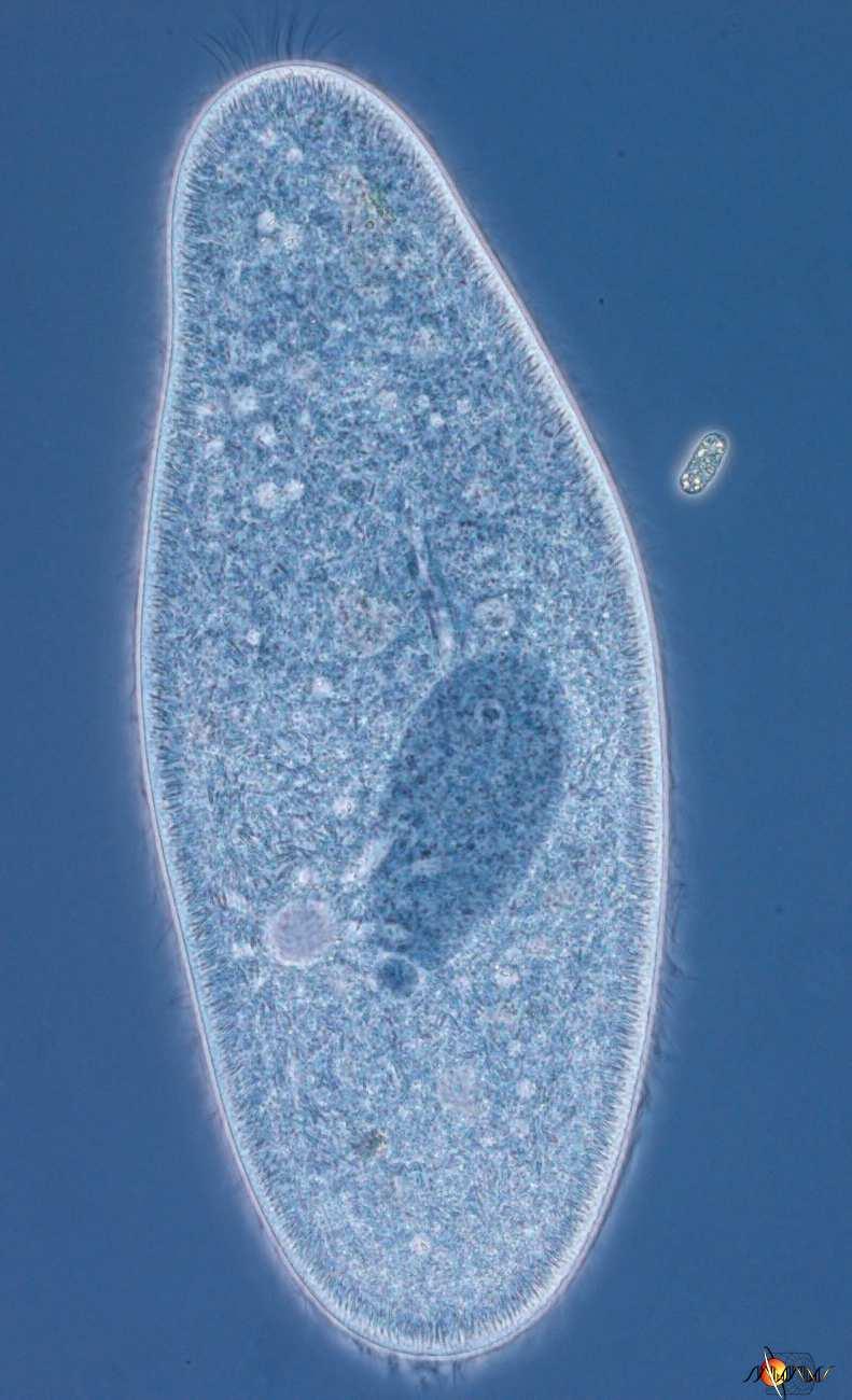 Biologie Trepka velká (paramecium caudatum) prvoci