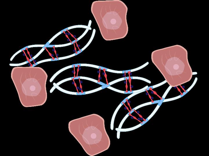matrix Kolageny Fibronektin Elastin Komunikační