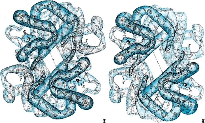 Vliv protonů na vazbu kyslíku Před asi 90 lety zjistil Ch. Bohr (1904), že pevnost vazby O 2 na hemoglobin klesá při poklesu ph Tento jev t.zv.