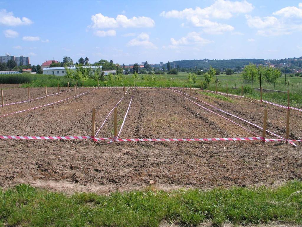 Obr. 15 Pokusné parcelky byly udržovány bez porostu aplikací neselektivního herbicidu s účinnou látkou glyfosát Závěr k fyzikálním vlastnostem půdy Při hodnocení vlivu odstupňovaných dávek kompostu z