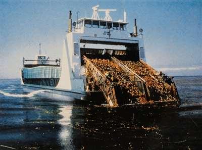 Sběr Macrocystis Kelp harvester in California, which