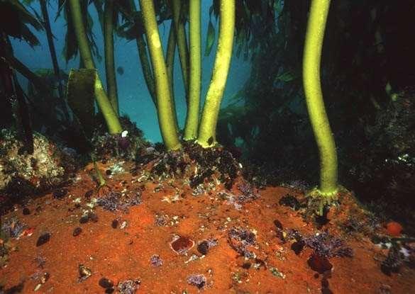 Laminaria - KELP, KOMBU Třída Phaeophyceae Může být až 15 m dlouhá.