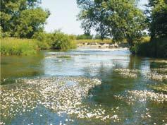 Meandry na řece Opavě Meandr je typický útvar vodního toku, který je vytvářen boční erozí. Vzniká tak, že proudnice se vychýlí směrem k nárazovému břehu.