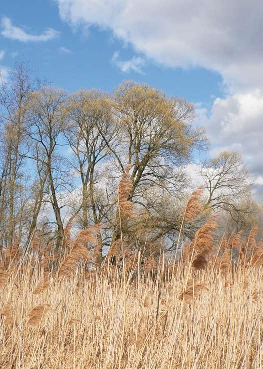 Heraltický potok Rákos obecný je typickým druhem rostoucím podél Heraltického potoka. Jedná se o mohutnou trávu rostoucí všude tam, kde je půda alespoň trochu podmáčená.