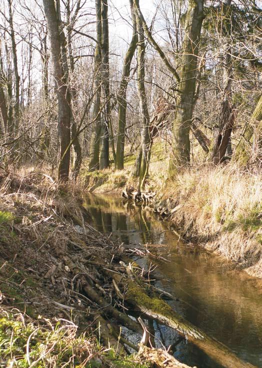 Potok Hořina 3 km Bělopásek topolový - samec Bělopásek topolový - samice Potok Hořina je