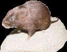 zelenými výhonky. Ročně může mít až 40 mláďat. Náš největší zástupce myšovitých je potkan.