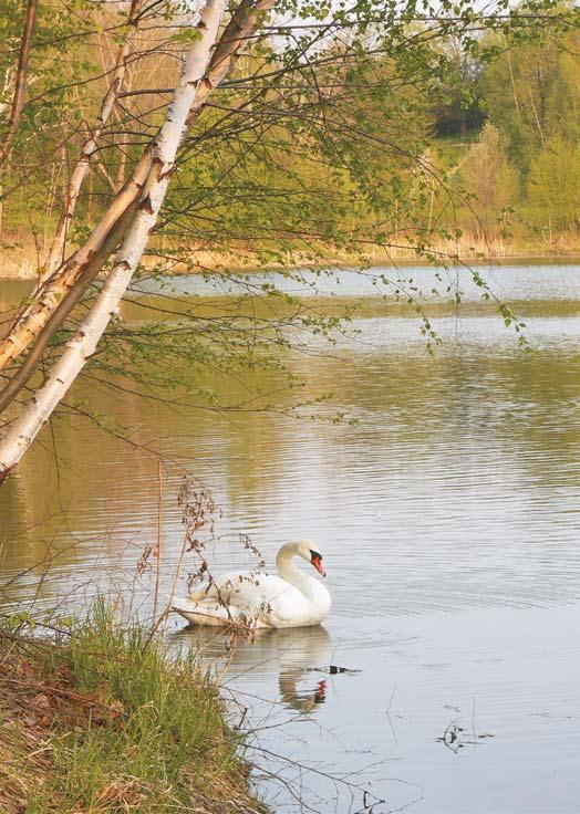 Stříbrné jezero Od r. 1960 zatopený sádrovcový důl, vodní plocha dnes hojně využívaná Opavany k rekreaci, se jmenuje Stříbrné jezero.