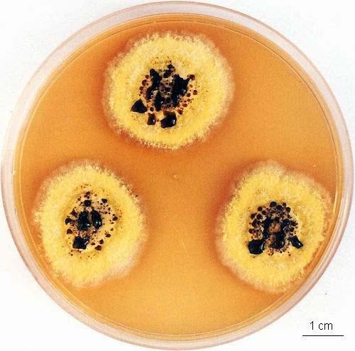 Oncocladium flavum,