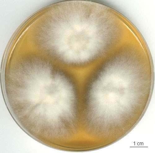 Graphium kolonie, CCF 3082