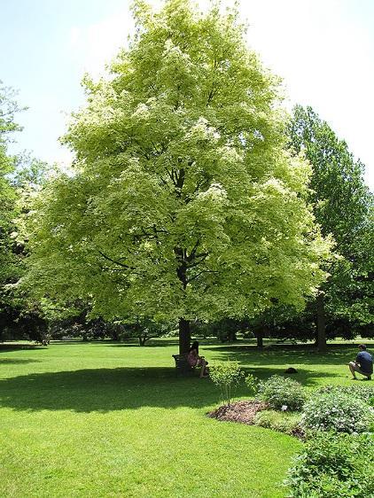 PODLESÍ Acer platanoides