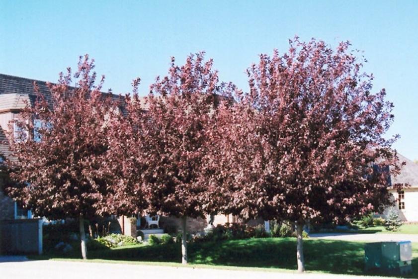 Prunus virginiana