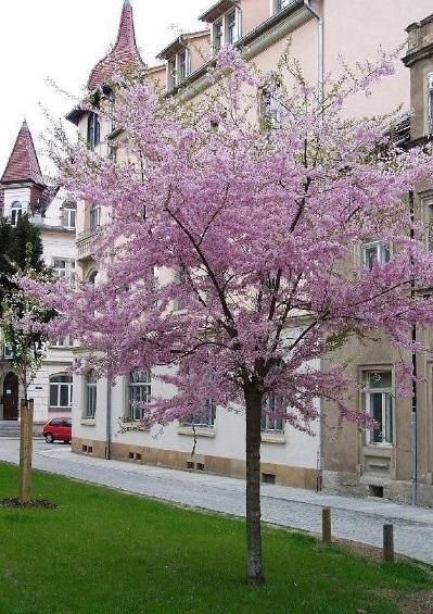 Prunus subhirella