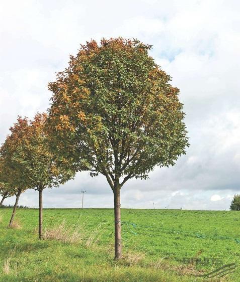 4 Sorbus thuringiaca