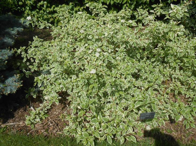 Cornus alba Spaethii