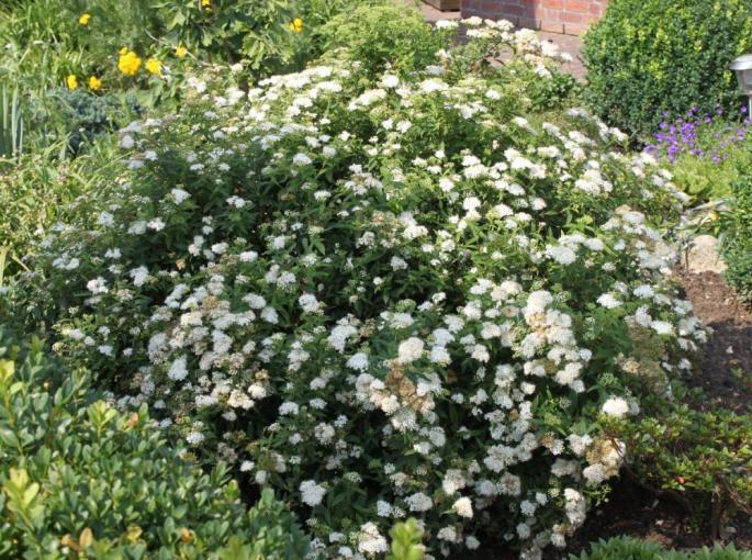 Potentilla fruticosa