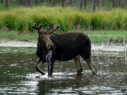 a nepůvodní druhy kopytníků Los evropský (Alces alces) Příčiny ohrožení: - kolize s