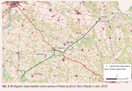 Evropě netrofejní - okraj areálu (cca 600 km od souvislého kolísání, zranitelnost)