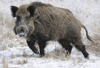lesy nížin a pahorkatin po většinu roku samotář, na podzim menší skupiny potravou