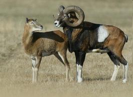 Nepůvodní druhy kopytníků muflon (Ovis musimon) ze Středomoří, u nás min. od poloviny 19. stol.