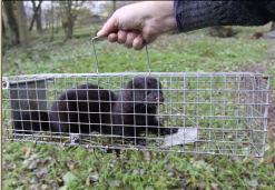 Nepůvodní druhy v ČR Norek americký (Mustela vison) - původem ze S Ameriky, kožešinové
