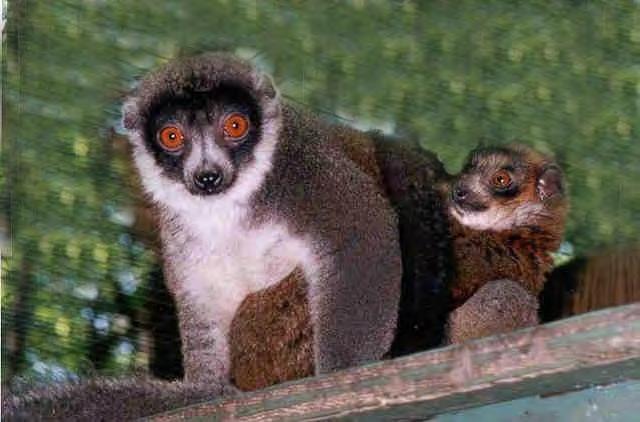 řád: Primates Primáti miniřád: Prosimii - Poloopice miniřád: Anthropoidea - vyšší primáti nadčeleď: Loroidea čeleď: Lorisidae - outloňovití čeleď: Galagonidae - kombovití nadčeleď: Lemuroidea čeleď: