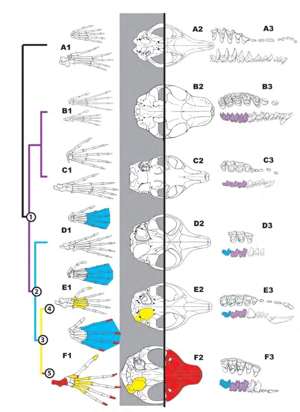 Znaky typické pro primáty Znaky charakterizující řád Primates a euprimáty: 1. Prodloužený třetí molár se současným zvětšením hypoconulidu; 2. postprotocingulum na horních molárech, 3.