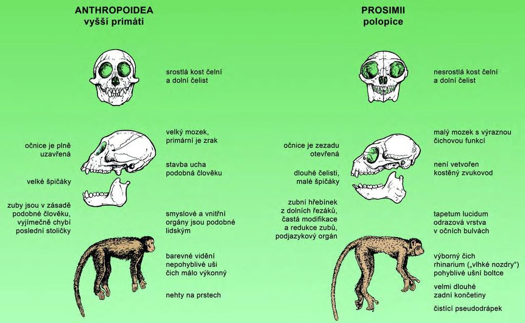 Poloopice a vyšší primáti se vyvíjeli paralelně minimálně od spodního eocénu, a proto mnohé podobné adaptace vznikly