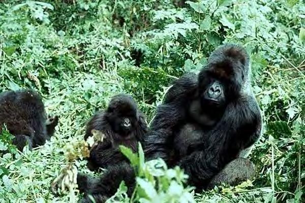 ekologie a chování Gorilla horská
