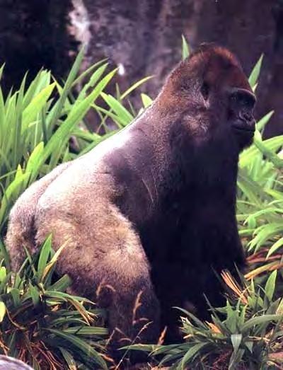 ekologie a chování Gorila