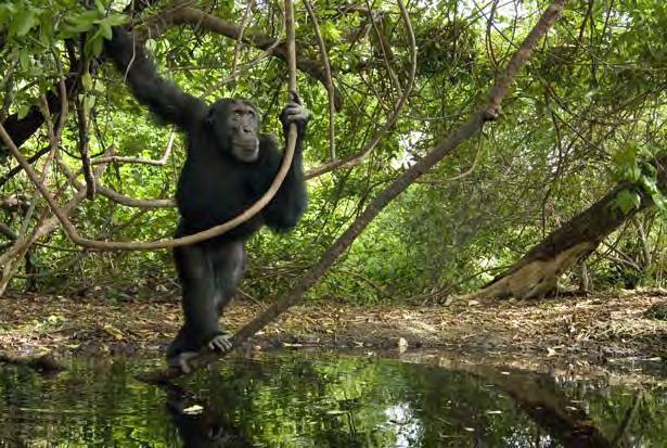 Fongoli savanna Senegal Šimpanzi loví podle podmínek různou kořist Používají sady nástrojů