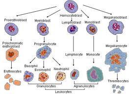 Složení krve z plazmy a elementů ( poměr =hematokrit-kolem 45%) Vznik ze společné kmenové buňky diferenciace do tří řad: červené,bílé,