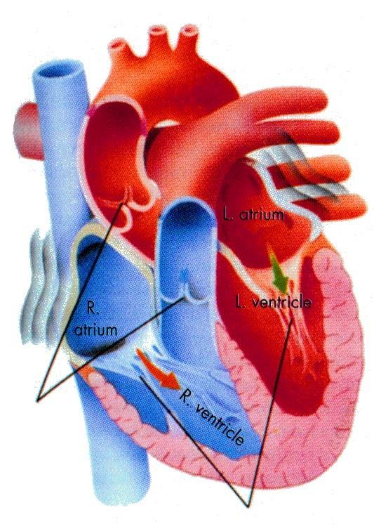 Srdečnice (aorta) horní dutá žíla poloměsíčitá chlopeň srdečnice pravá síň pravá komora plícnice