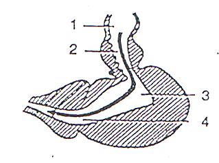 Paryby, ryby Srdce je opět tvořeno 1 síní a 1 komorou, před síní je žilní splav a za komorou následuje tepenný násadec.