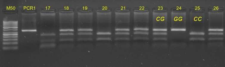 Teplotní profil PCR reakce Úvodní denaturace 95 C/2 min 30 cyklů (denaturace 95 C/20 s, annealing 54 C/30 s, elongace 68 C/50 s) závěrečná elongace 68 C/7 min.