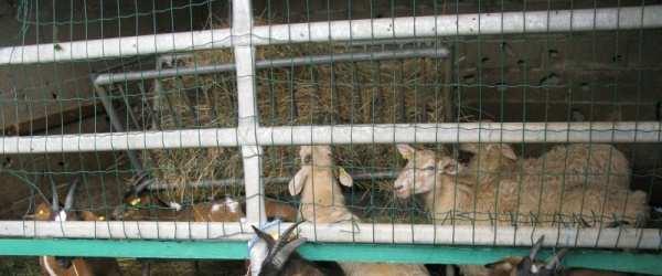 Farma Nadège Goepfert a Laetitie Von Boxsom