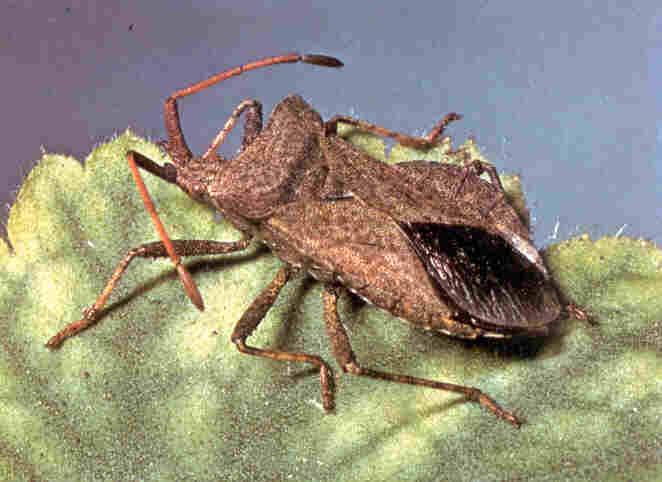 Rizika spojená s konzumací hmyzu Konzumace jedovatých nebo nechutných druhů hmyzu toxiny vlastní nebo z