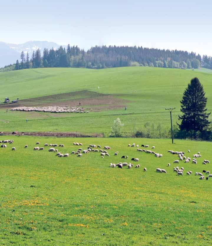 družstvo pre