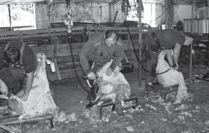 Možno treba zájsť pre inšpiráciu do Poľska. My ju predávame za smiešnu cenu, 50 centov za kg, čo nepokryje ani náklady na strihanie, keď strihanie jednej ovce stojí euro.