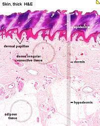 dermis (škára), subcutis