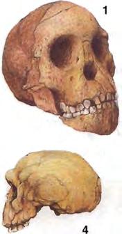 První lidé Ještě není zcela jasné, od které formy australopitéků se odštěpila lidská linie.