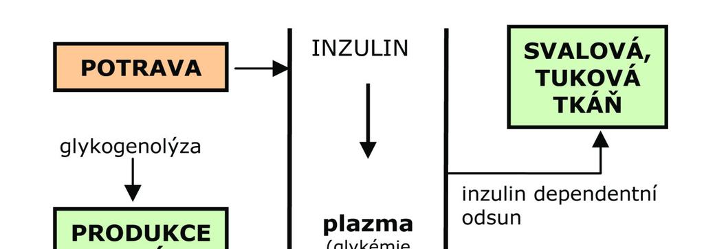 relativní) porucha citlivosti k inzulinu extrémně vysoká hladina glykemie může akutně ohrozit