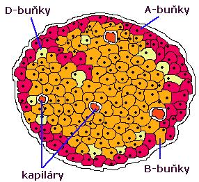 Langerhansovy ostrůvky 53 nejvíce v ocasu pankreatu bohatě vaskularizovány krev do v. portae inervovány sympatikem a parasympatikem A (α)-bb. glukagon GLP-1 a GLP-2 B (β)-bb. inzulin amylin D (δ)-bb.