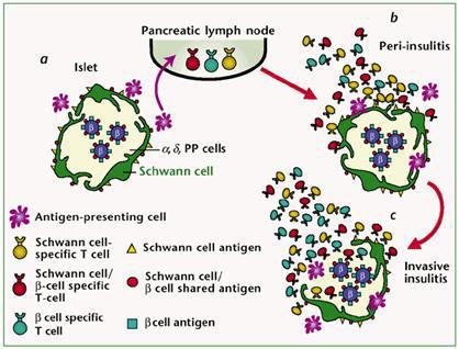 typu (T2DM) ~90% 3. Jiné specifické typy: a. genetické defekty B-bb - monogenní DM typu MODY (1-6) - mutace mitochodndriální DNA b.