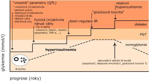 Dynamika T2DM 1 Inzulin-a sport -dependentní translokace GLUT4 2 33 2 intracelulární pooly GLUT4