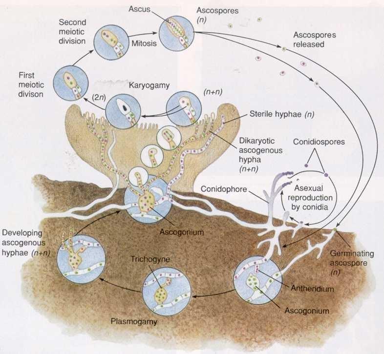 životní cyklus je haplodikaryotický s převažující haploidní fází: askospora klíčí v haploidní (monokaryotické) mycelium => na něm (resp.