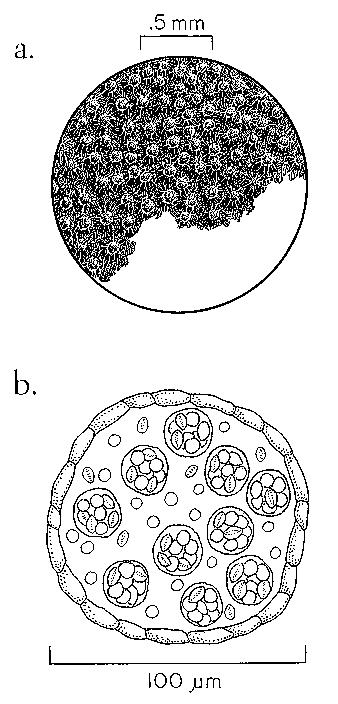 světlo) Nahoře vlevo kleistothecia Eurotium amstelodami, vpravo plodnice padlí Microsphaera penicillata (označované různými autory jako kleistothecia nebo erysiphální perithecia);