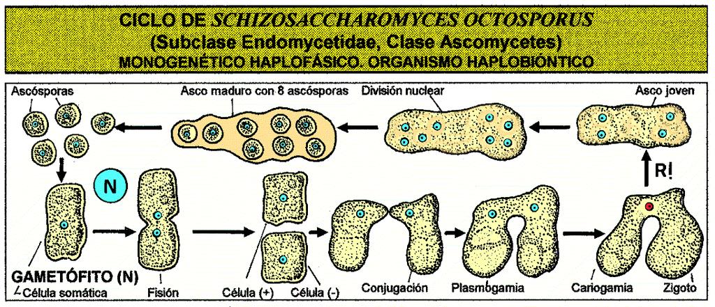 dělením a rozpadem buněk Schizosaccharomyces pombe - výroba "afrického piva" z prosa, Schizosaccharomyces octosporus - ve fících a hroznech (kvašení vína) Zdroj: http://www.uniovi.